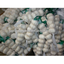 5.5cm 250g d&#39;ail blanc super dans le carton